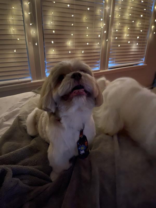 /Images/uploads/The Murphee and Sugar Angel Foundation/murpheeandsugar-pet-photo-contest-fundraiser/entries/27744thumb.jpg